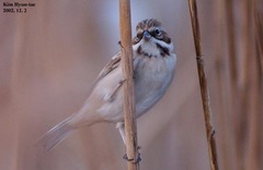 Emberiza pallasi
