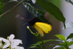 Troides amphrysus