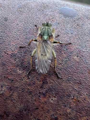 Golden Dung Fly photo 6