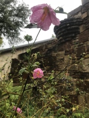 Pavonia lasiopetala