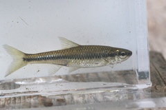 Notropis heterodon