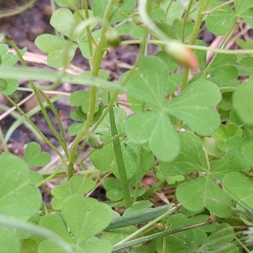 Image of Oxalis californica by no rights reserved