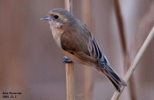 Chinese Penduline Tit (Remiz consobrinus), photo 7
