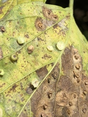 Pachypsylla celtidisasterisca