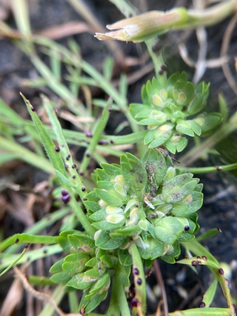 Lepidium latipes