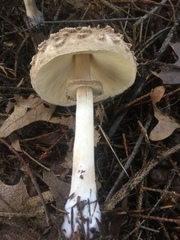 Rhacodium