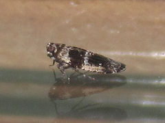 Catonia texana
