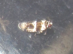 Catonia texana