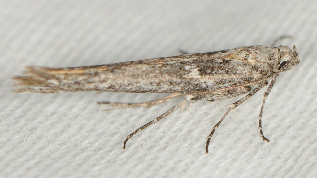 Arotrura oxyplecta