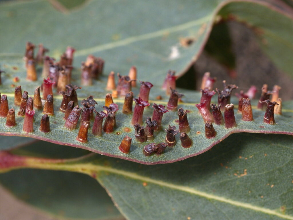 Tanyscelis maculata from Geelong VIC, Australia on April 17, 2023 at 01