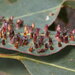 Tanyscelis maculata - Photo (c) Lorraine Phelan,  זכויות יוצרים חלקיות (CC BY-NC), הועלה על ידי Lorraine Phelan