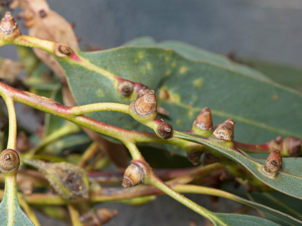Tanyscelis maculata from Geelong VIC, Australia on April 17, 2023 at 01