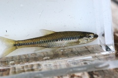 Notropis heterolepis