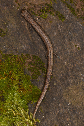 Sequoia Slender Salamander, Batrachoseps kawia