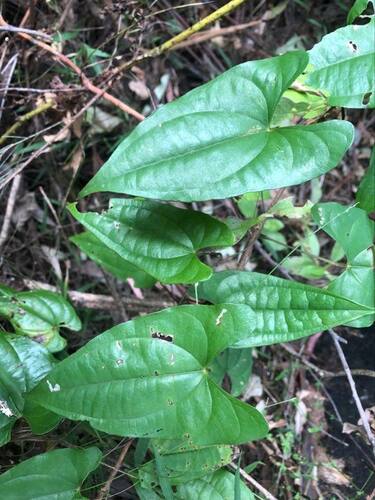 Dioscorea transversa R.Br.