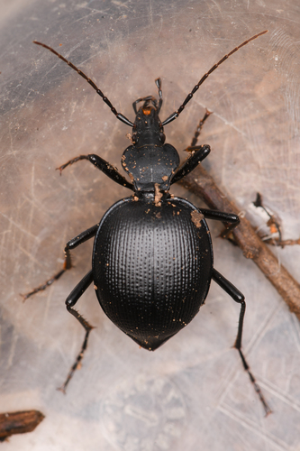 Pot-bellied Snail-eating Beetle photo 2