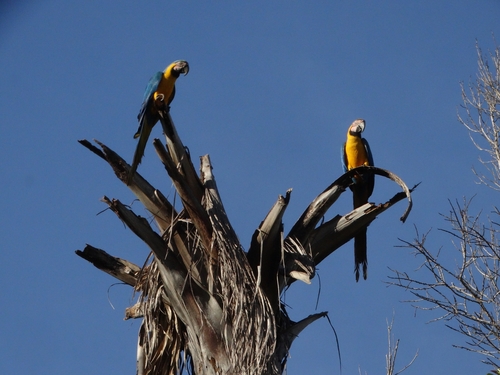 Blue-and-yellow Macaw