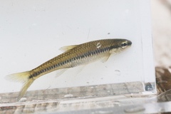 Notropis heterolepis