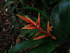 Vriesea zamorensis (Vriesea zamorensis)