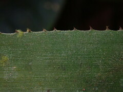 Ronnbergia drakeana, photograph (c) Nolan Exe, some rights reserved (CC BY)