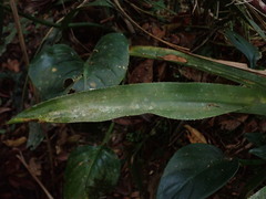 Ronnbergia drakeana, photograph (c) Nolan Exe, some rights reserved (CC BY)