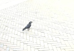 Corvus monedula