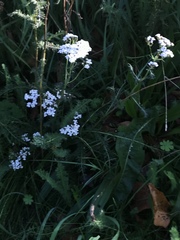 Achillea millefolium