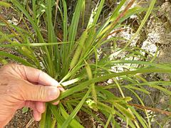 Carex forsteri