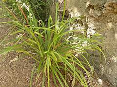 Carex forsteri