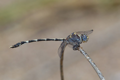 Progomphus borealis