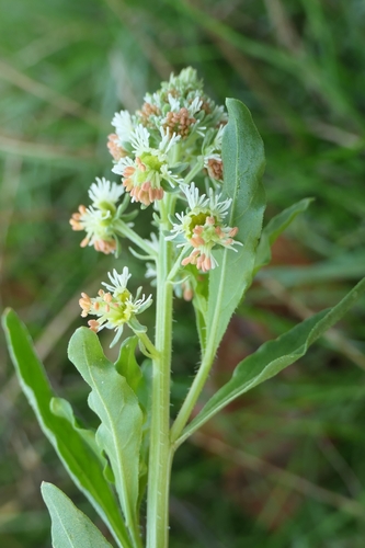 garden mignonette (Reseda odorata)