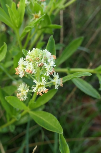 Reseda odorata, photograph 5