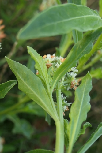 Image of Reseda odorata by (c) bythepark, some rights reserved (CC BY)