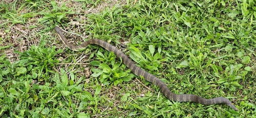 Tiger Snake sighting