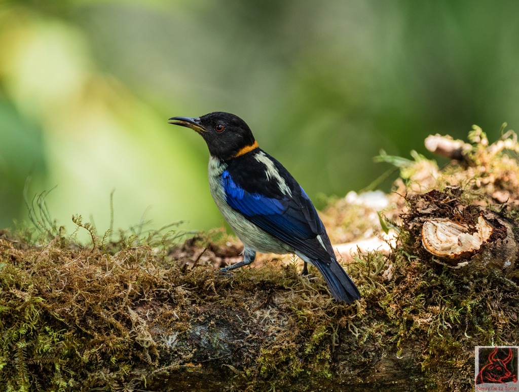 Golden-Collared Honeycreeper