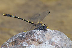 Progomphus borealis