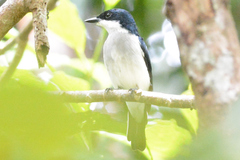 Hemipus hirundinaceus