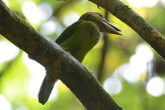 Psilopogon chrysopogon