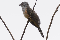 Cacomantis merulinus