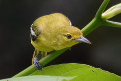 Common Iora photo 3