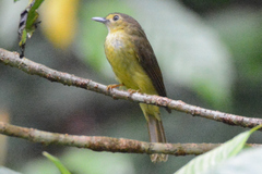 Tricholestes criniger