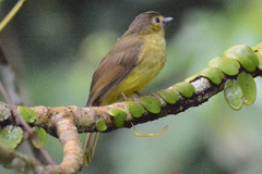 Tricholestes criniger