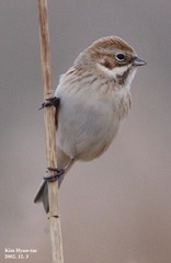 Emberiza pallasi