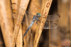 Cannaphila insularis