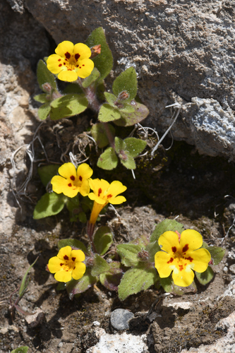 Kaweah monkeyflower (Erythranthe norrisii)