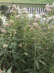 Eupatorium cannabinum