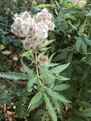 Eupatorium cannabinum