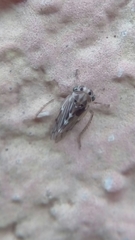 Agalliina