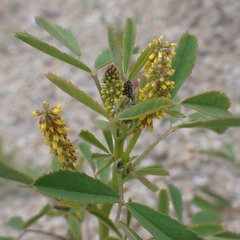 Melilotus indicus