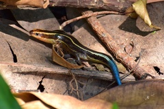 Four-Striped Skink photo 2